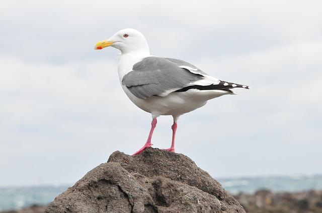 natural, sea, bird, nature, waters, beach, seguro seagulls, manazuru