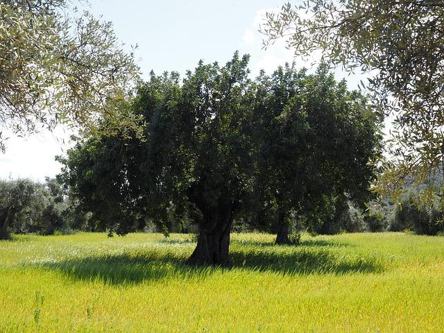 olive tree, olive plantation, plantation, tree, olive garden, olive grove, planting, nature, olive planting, agriculture, olive cultivation