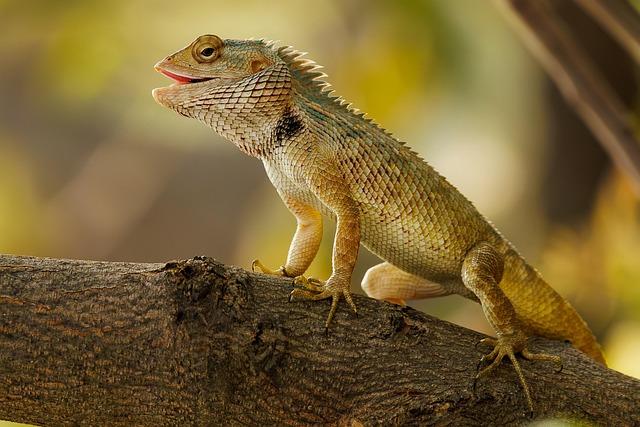 lizard, garden lizard, tree, garden, wildlife, nature