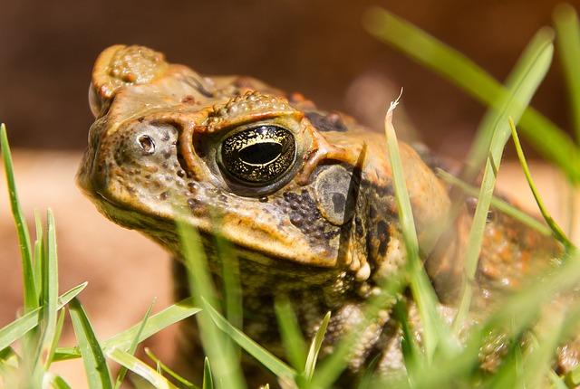 cane toad, toad, bufo marinus, amphibian, pest, feral, wild, nuisance, poison, australia, cane toad, cane toad, cane toad, cane toad, cane toad
